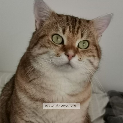 Photo de chat perdu à Messimy Sur Saone