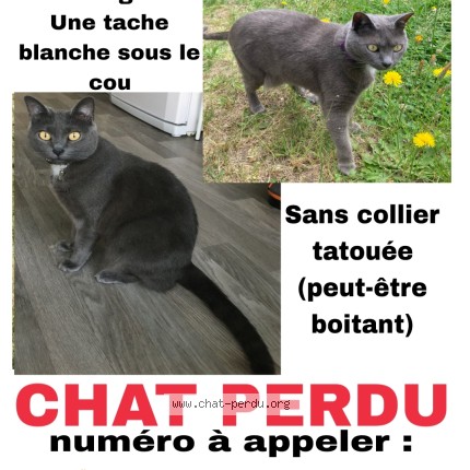Photo de chat perdu à Reze