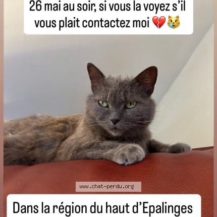 Photo 1/1 Grisouille Chat perdu à Epalinges