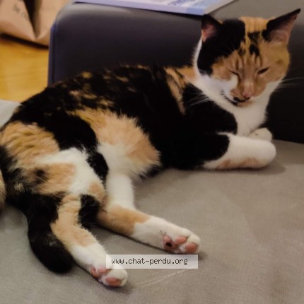 Photo de chat perdu à Montreuil
