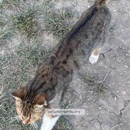 Photo 2/2 Chat trouvé Trouvé à Courbouzon