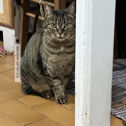 Photo 1/1 Zezette Chat perdu à Amiens