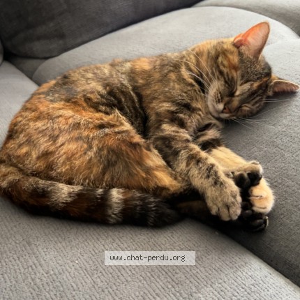 Photo de chat perdu à Bischwiller