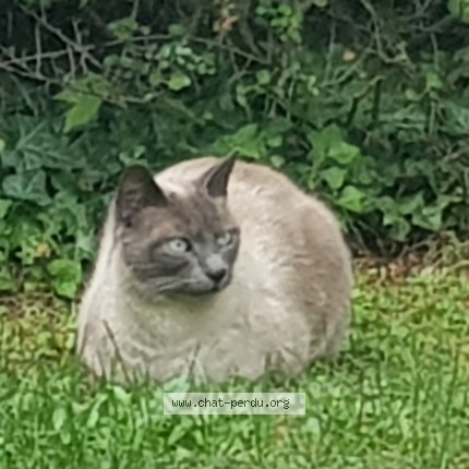 Photo 1/1 Chat trouvé Trouvé à Eckbolsheim