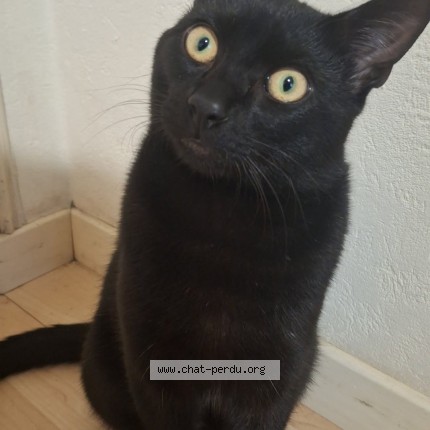 Photo de chat retrouvé à Fleury Les Aubrais