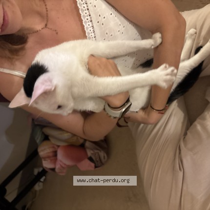 Photo 1/1 Chat trouvé Trouvé à Montpellier