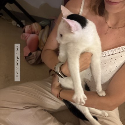 Photo 1/1 Chat trouvé Trouvé à Montpellier