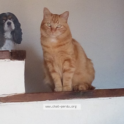 Photo 1/1 johnny Chat perdu à La Cadiere D Azur