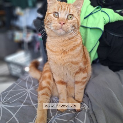 Photo 1/1 garfield Chat perdu à Brunemont