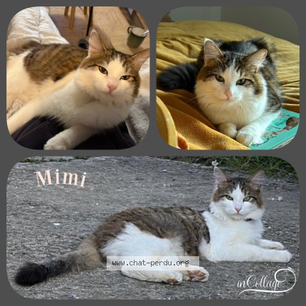 Photo de chat perdu à Chateauneuf D Ille Et Vilaine