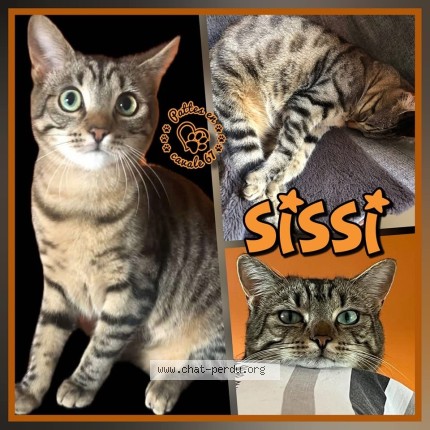 Photo 1/1 Sissi Chat perdu à Drusenheim