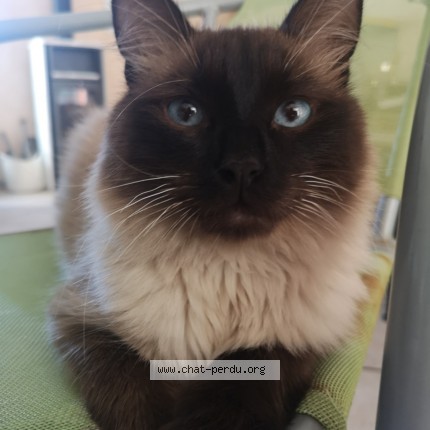 Photo 1/1 Groot Chat perdu à Beaucaire