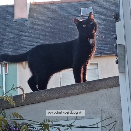 Photo 1/1 Diwall Chat perdu à Douarnenez