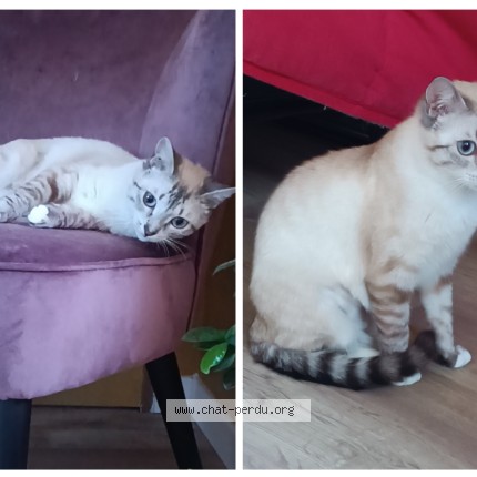 Photo de chat perdu à Fougeres