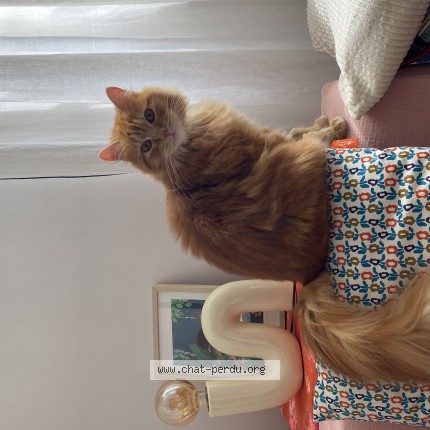 Photo de chat retrouvé à Le Bouscat