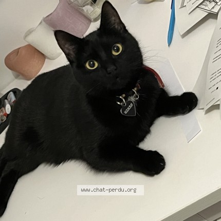 Photo de chat perdu à Paris