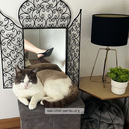Photo de chat perdu à Toulousz