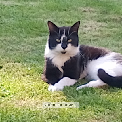 Photo 1/1 Chat trouvé Trouvé à Verviers