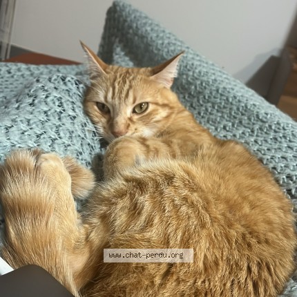 Photo 1/1 zeus Chat perdu à Rantzwiller