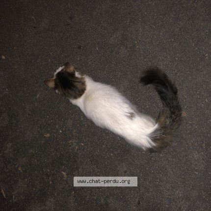Photo 2/3 Chat trouvé Trouvé à Montpellier