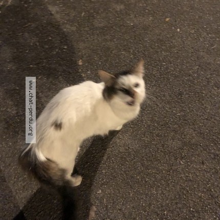 Photo 3/3 Chat trouvé Trouvé à Montpellier