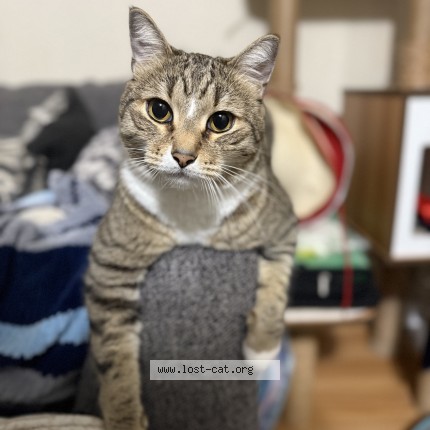 Photo de chat retrouvé à Maple Valley