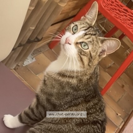 Photo de chat perdu à Drancy