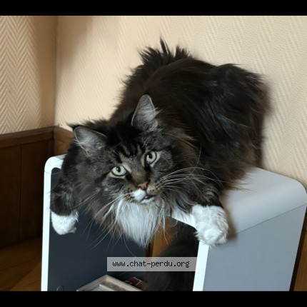 Photo de chat perdu à Montcresson