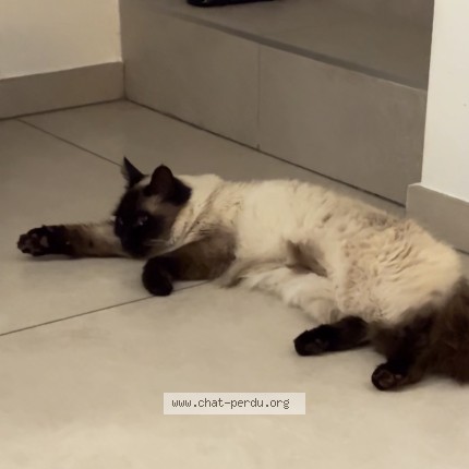 Photo de chat perdu à Thil