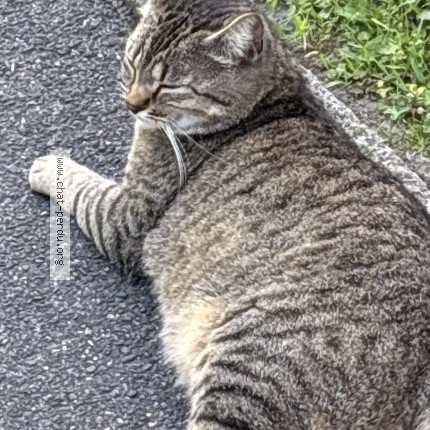 Photo 1/2 Chat trouvé Trouvé à Chelles