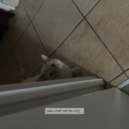 Photo de chat retrouvé à Nantes