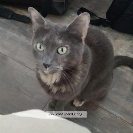 Photo 1/1 nala Chat perdu à Quimper