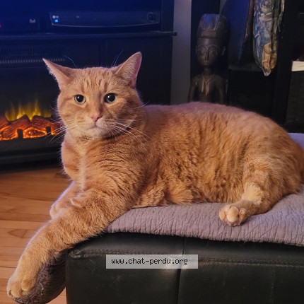 Photo 1/1 Jackson Chat perdu à Repentigny