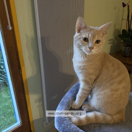 Photo de chat perdu à La Chapelle Montmartin