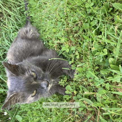 Photo 1/1 Chat trouvé Trouvé à Pressins