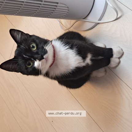 Photo de chat retrouvé à Chambery