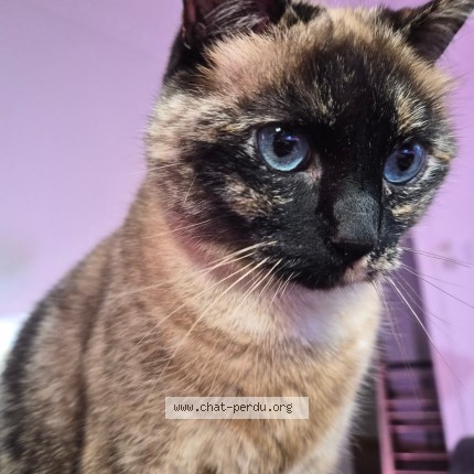 Photo de chat retrouvé à Grenoble