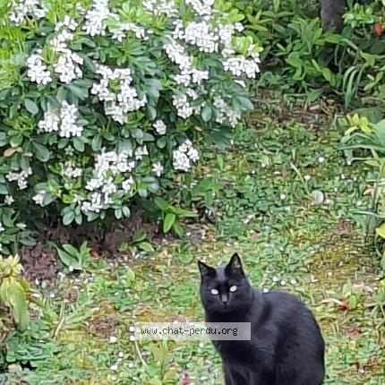 Photo de chat perdu à Creteil