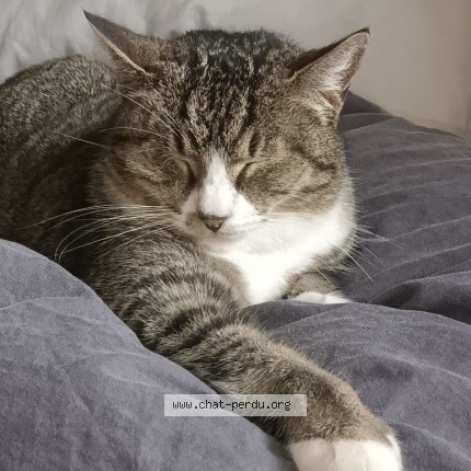 Photo de chat perdu à Lambesc