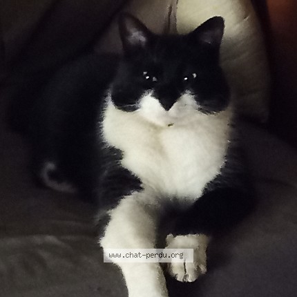 Photo de chat retrouvé à Peymeinade