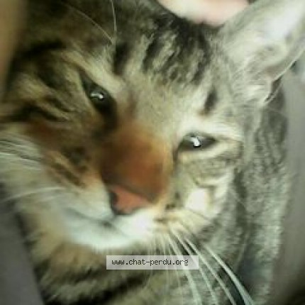 Photo de chat retrouvé à Cases De Pene