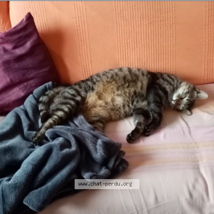 Photo 2/4 Chat retrouvé Perdu à Cases De Pene