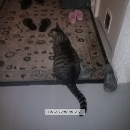 Photo 3/4 Chat retrouvé Perdu à Cases De Pene