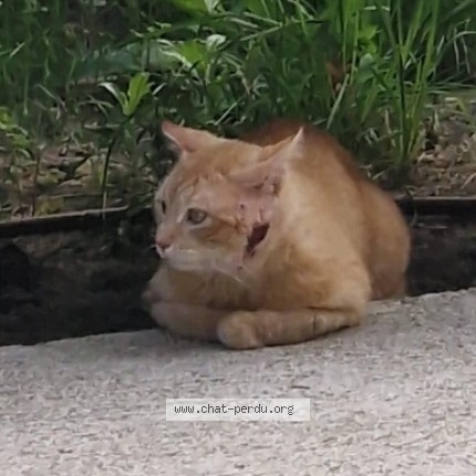 Photo 1/1 Chat trouvé Trouvé à Montevrain