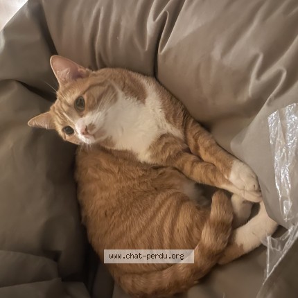 Photo de chat retrouvé à Neuchatel