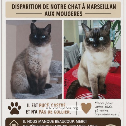 Photo 1/1 Happy Chat perdu à Marseillan