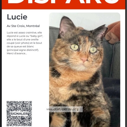 Photo 1/1 Lucie Chat perdu à Montreal