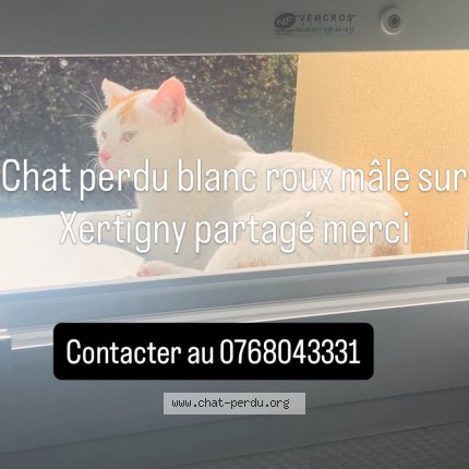 Photo 1/1 myla Chat perdu à Xertigny