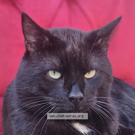 Photo de chat perdu à Bu