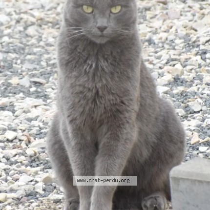 Photo 1/1 Minuit Chat perdu à Le Plantis